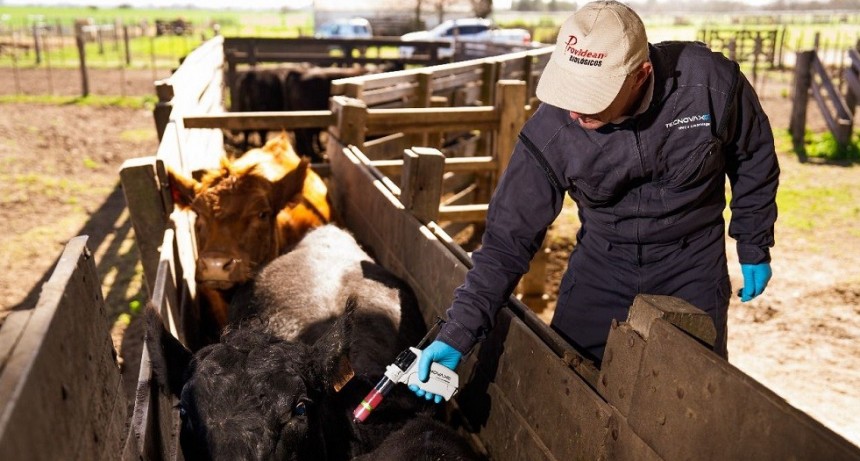 Diarrea Viral Bovina: Una &ldquo;enemiga silenciosa&rdquo; que genera grandes p&eacute;rdidas econ&oacute;micas en la ganader&iacute;a