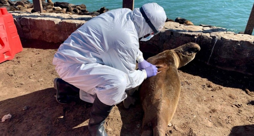 Influenza aviar: Se confirmaron nuevos brotes en lobos marinos en Buenos Aires y Santa Cruz