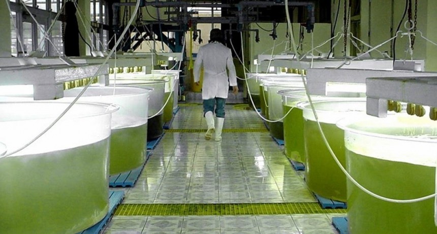 El Gobierno aument&oacute; 20% el precio del biodi&eacute;sel