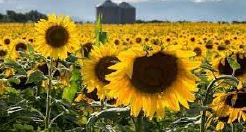 La falta de lluvias fren&oacute; el avance de la siembra de girasol