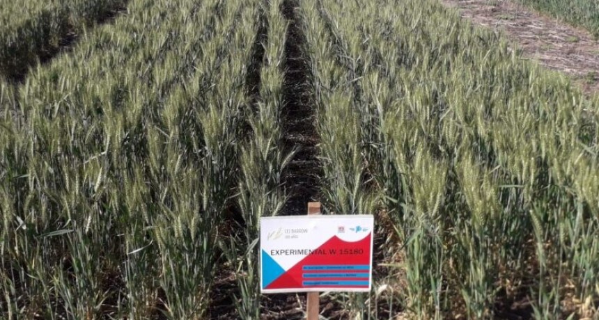 Inscriben una nueva variedad de trigo pan creada en una chacra experimental bonaerense