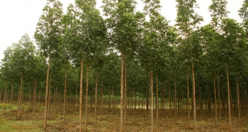 El control de plagas asociadas al cuidado y preservaci&oacute;n del patrimonio forestal