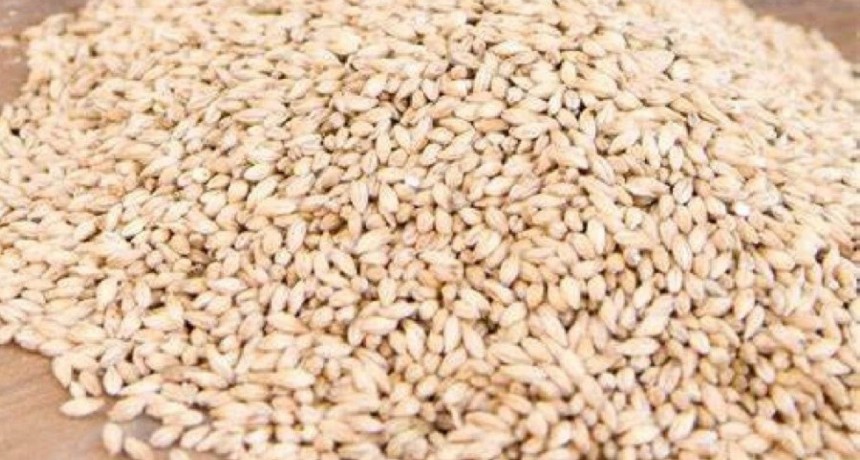 Proyectan una ca&iacute;da en la producci&oacute;n global de cebada