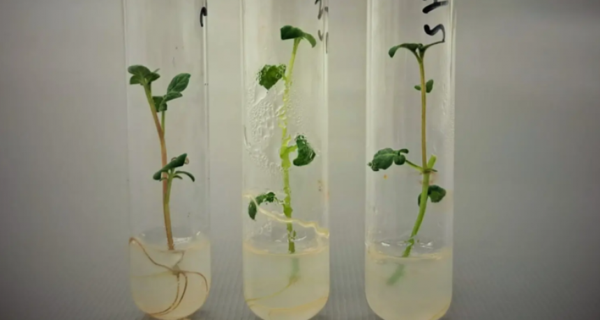 El INTA Balcarce avanza en la investigaci&oacute;n de una papa que optimiza el uso del agua