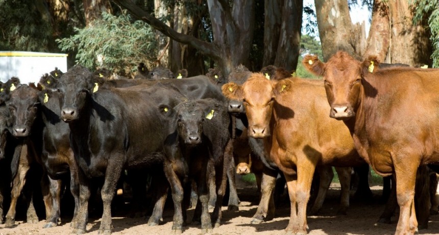 Actualizaci&oacute;n del Plan Nacional de Control y/o Erradicaci&oacute;n de la Garrapata del bovino