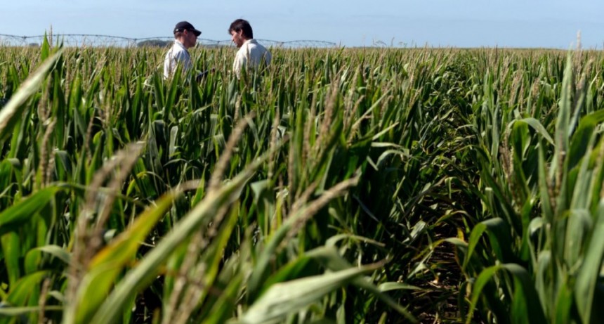 El Gobierno Nacional ya aprob&oacute; 22 productos fitosanitarios para el tratamiento del achaparramiento del ma&iacute;z