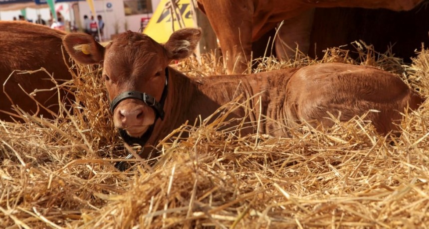 Vacunaci&oacute;n estrat&eacute;gica en el Plan de Control y Erradicaci&oacute;n de Brucelosis Bovina