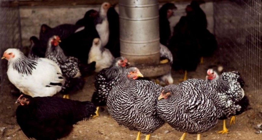 Se autoriz&oacute; realizar tres exposiciones de aves de raza en la provincia de Buenos Aires