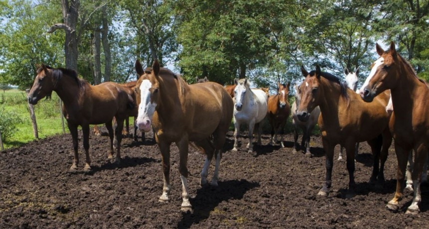 Encefalomielitis equina: Pautas sanitarias para la prevenci&oacute;n de la enfermedad