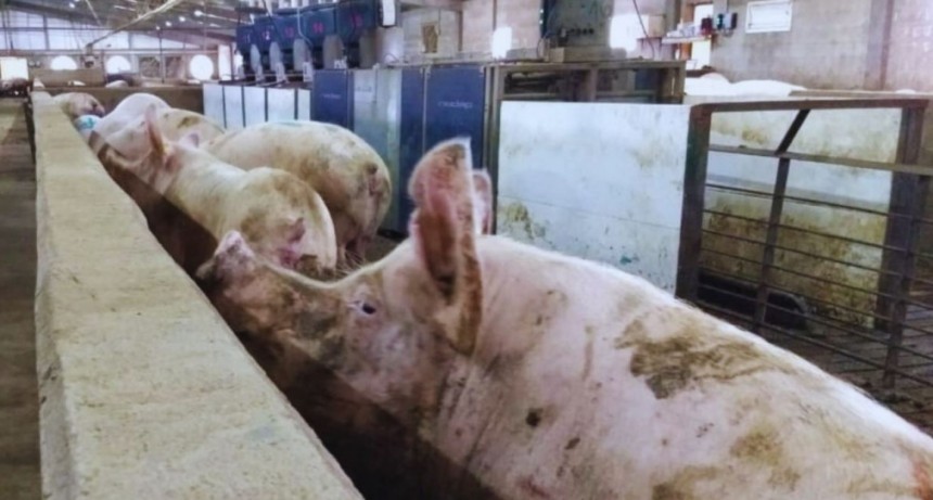 Alimentar a los cerdos con lino mejora la calidad nutricional de su carne