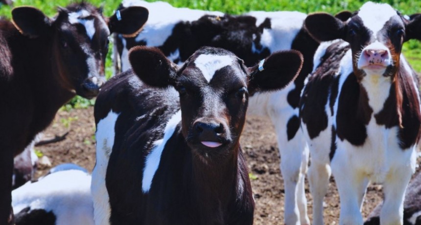 Expertos analizar&aacute;n el impacto del virus de la diarrea viral bovina