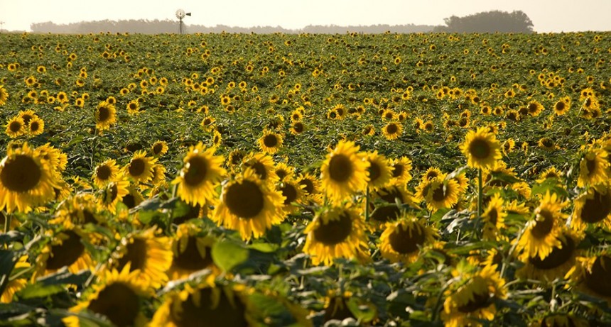 La BCBA inform&oacute; el inicio de la campa&ntilde;a de girasol 2024-25