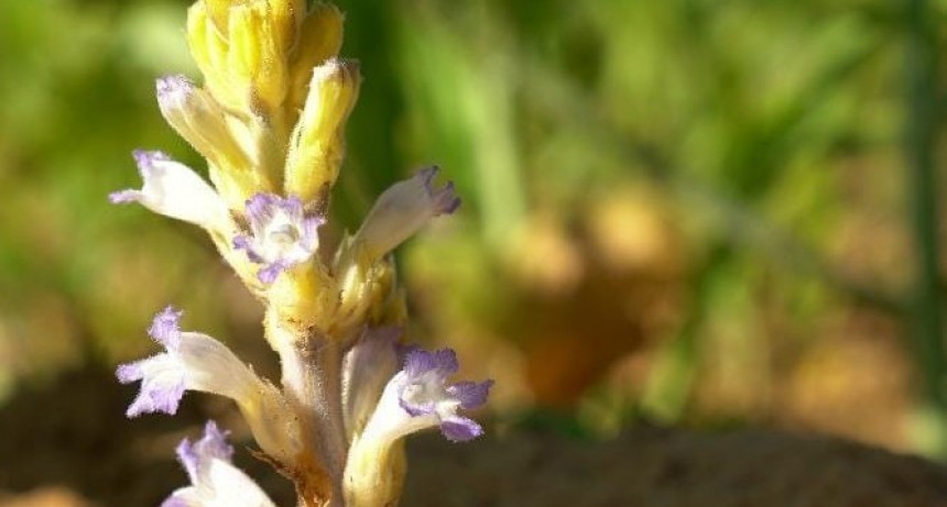Se iniciaron acciones para la prevenci&oacute;n de la maleza Orobanche cumana