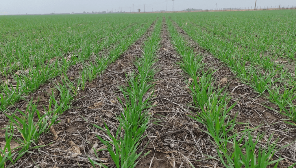 Finalizó la siembra de trigo y hay altas expectativas: “Los lotes arrancan palabras de aliento y alegría”