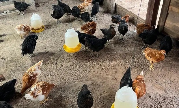 Récord histórico en la demanda de huevo: el consumo per cápita fue de 380 unidades