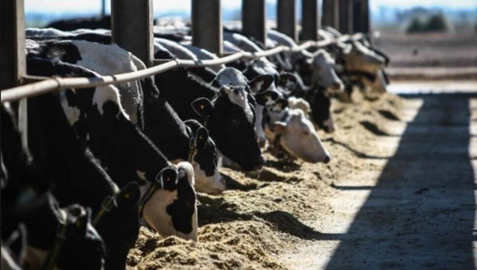 Argentina lidera el aumento de la producción mundial de leche en 2025