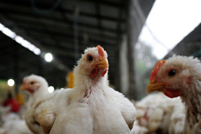 Argentina suspendió sus exportaciones de productos avícolas tras un brote de influenza aviar