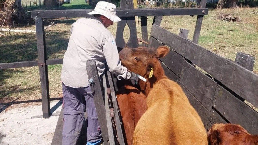 Cae un 8,27% la vacunación de animales en Bolívar