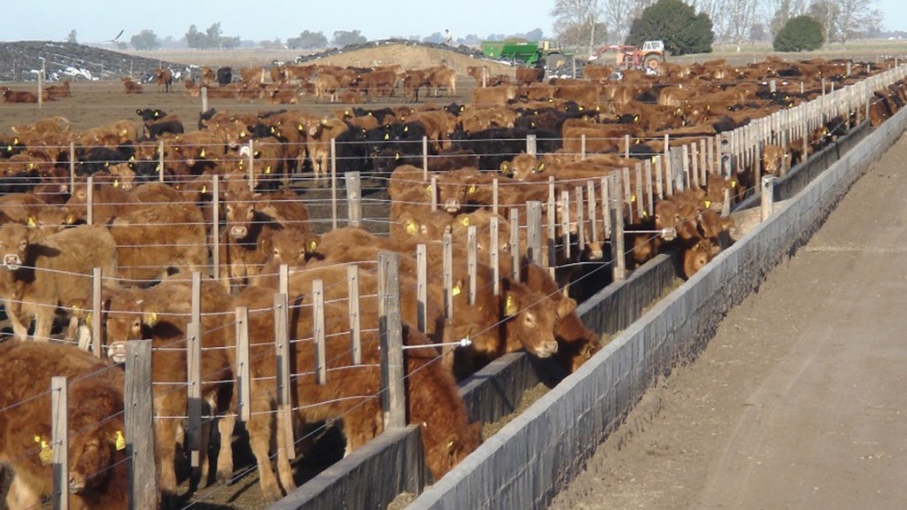 Los feedlots albergan más de 2 M de cabezas de vacunos