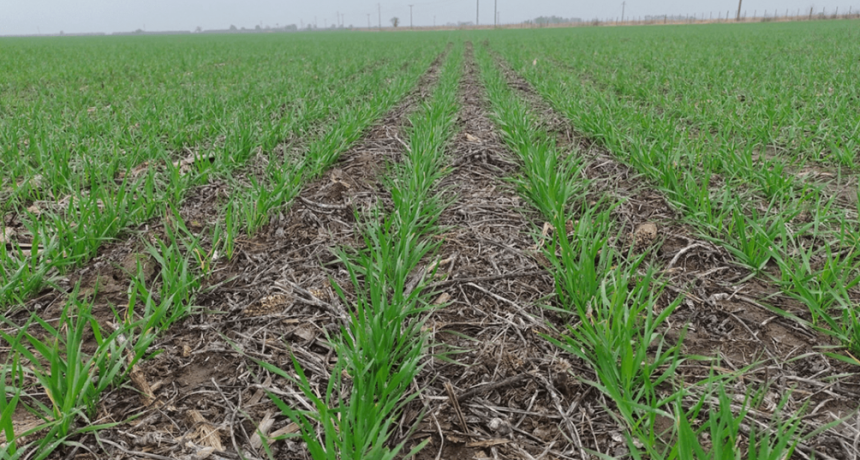 Finaliz&oacute; la siembra de trigo y hay altas expectativas: &ldquo;Los lotes arrancan palabras de aliento y alegr&iacute;a&rdquo;