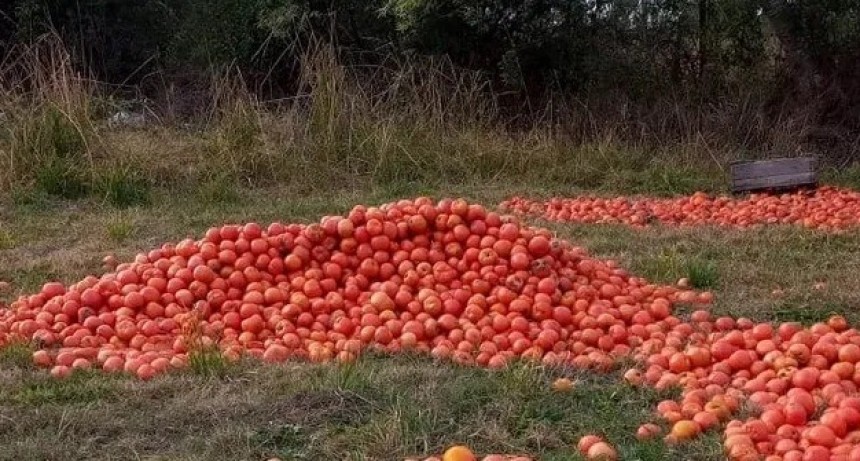 Cu&aacute;l ser&aacute; el lado de los tomates: &iquest;Vendr&aacute;n caros de Chile o tirar&aacute;n la cosecha?