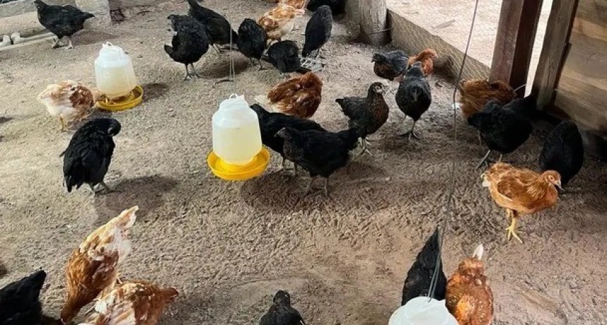 R&eacute;cord hist&oacute;rico en la demanda de huevo: el consumo per c&aacute;pita fue de 380 unidades
