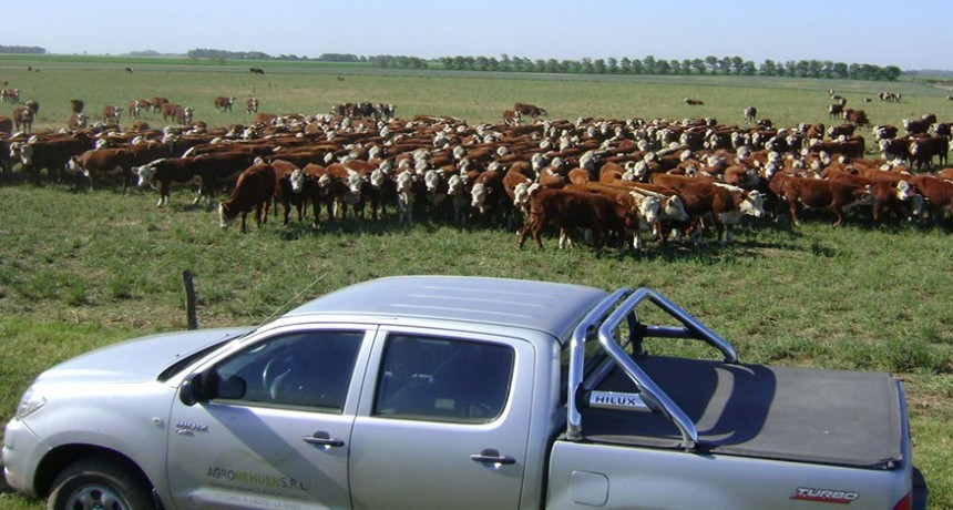Menos kilos para la misma camioneta: mejora en el poder de compra del productor ganadero