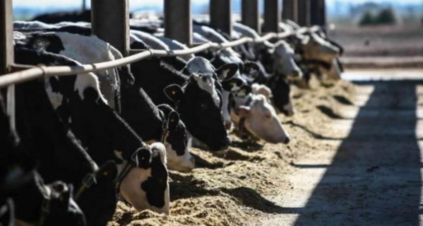 Argentina lidera el aumento de la producci&oacute;n mundial de leche en 2025