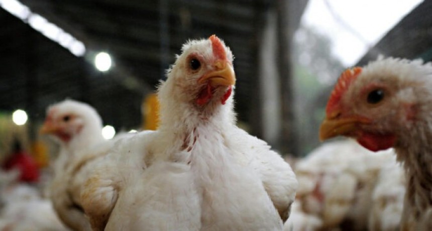 Argentina suspendi&oacute; sus exportaciones de productos av&iacute;colas tras un brote de influenza aviar