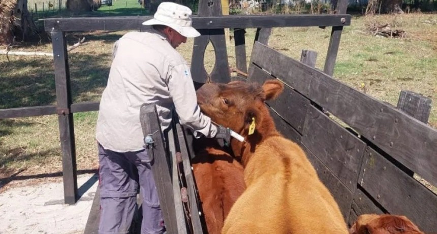 Cae un 8,27% la vacunaci&oacute;n de animales en Bol&iacute;var