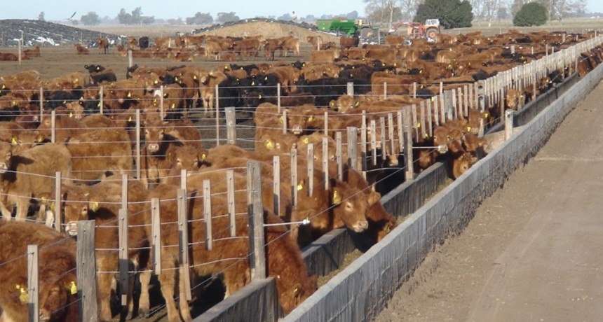 Los feedlots albergan m&aacute;s de 2 M de cabezas de vacunos