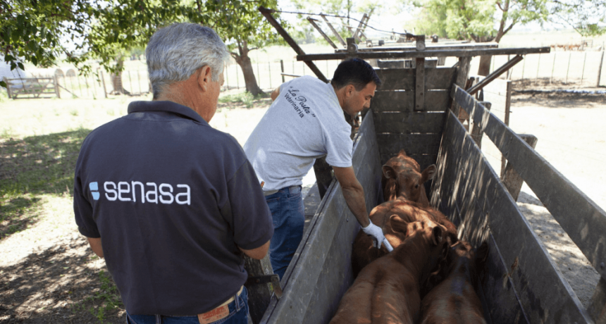 Fiebre aftosa: la Sociedad Rural insiste por un &ldquo;esquema sanitario m&aacute;s ambicioso&rdquo;, sin vacunaci&oacute;n