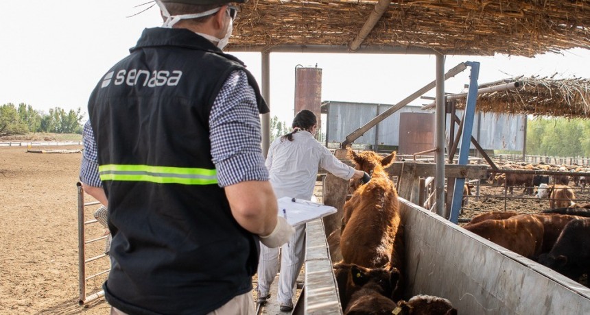 "La fiebre aftosa no se erradica con pol&iacute;ticas espasm&oacute;dicas"