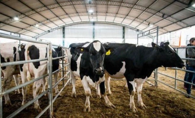 Santa Fe perdi&oacute; 290 tambos en un a&ntilde;o y profundiza la concentraci&oacute;n l&aacute;ctea