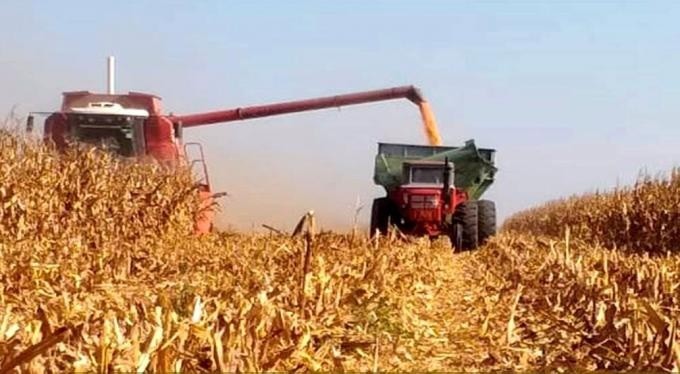 Ma&iacute;z: la cosecha avanz&oacute; al 88% y sostienen una producci&oacute;n r&eacute;cord