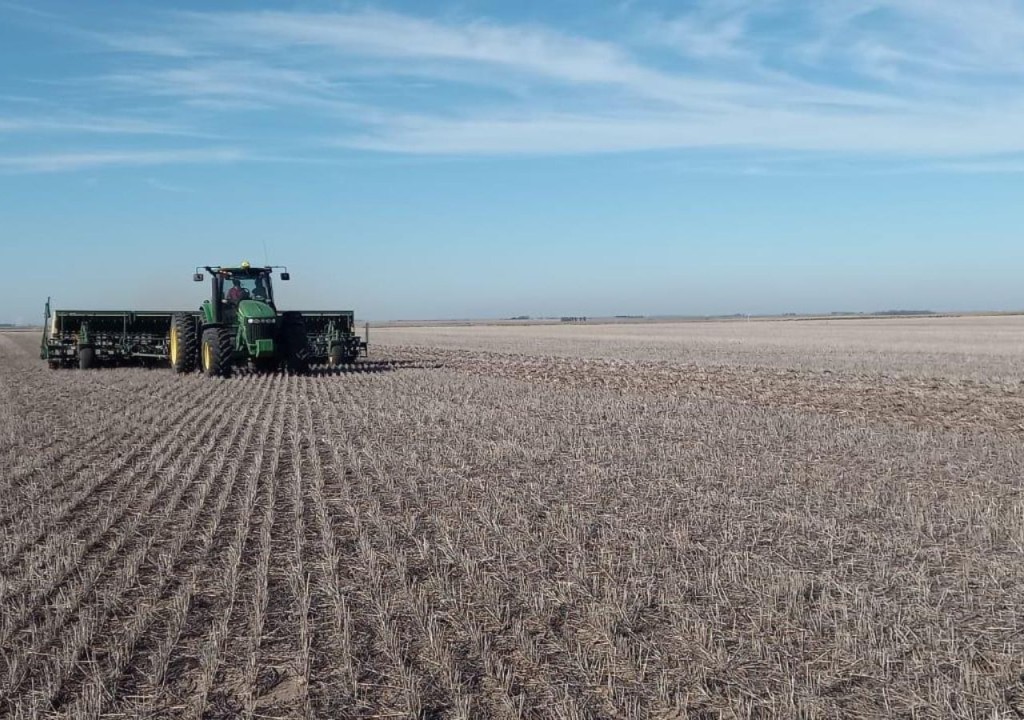 Trigo: finaliz&oacute; la siembra y crecen las expectativas de rinde