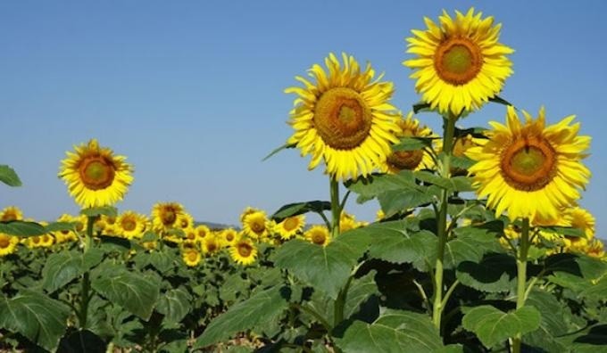 Girasol: la siembra ya cubre el 16,7% del &aacute;rea proyectada
