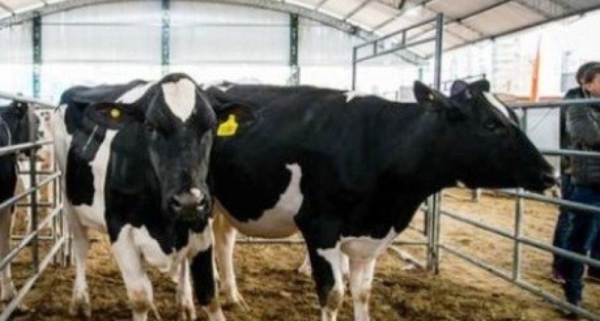 Santa Fe perdi&oacute; 290 tambos en un a&ntilde;o y profundiza la concentraci&oacute;n l&aacute;ctea