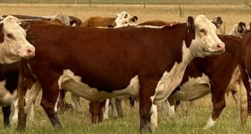 El INTA impulsa 40 planes que integran ganader&iacute;a y bosque nativo en 12 provincias