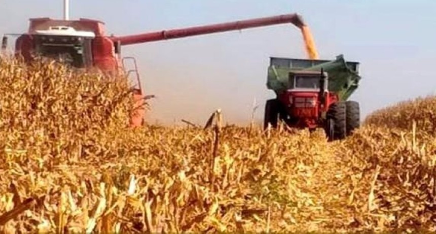 Ma&iacute;z: la cosecha avanz&oacute; al 88% y sostienen una producci&oacute;n r&eacute;cord