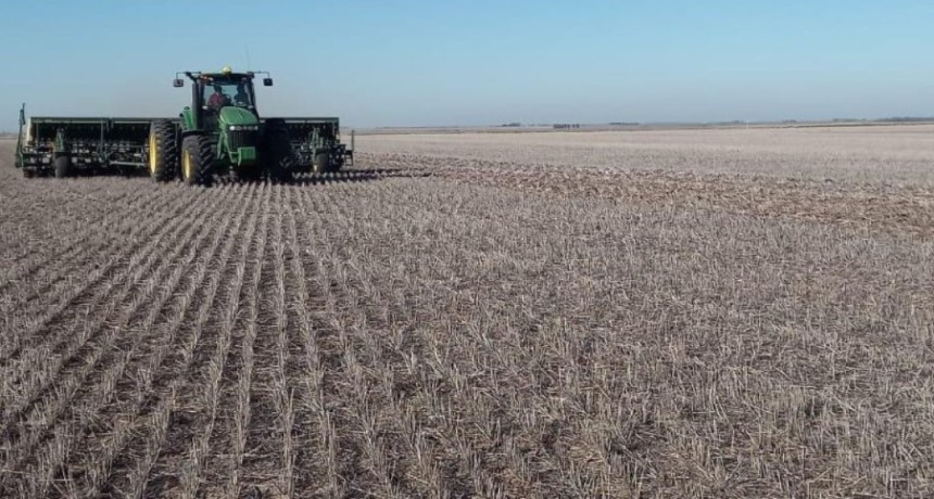 Trigo: finaliz&oacute; la siembra y crecen las expectativas de rinde