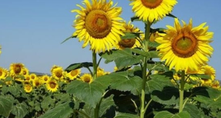 Girasol: la siembra ya cubre el 16,7% del &aacute;rea proyectada