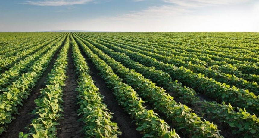 Reacciones positivas de la agroindustria y el campo al nuevo &ldquo;d&oacute;lar-soja&rdquo;: estiman que equivale a una eliminaci&oacute;n de las retenciones