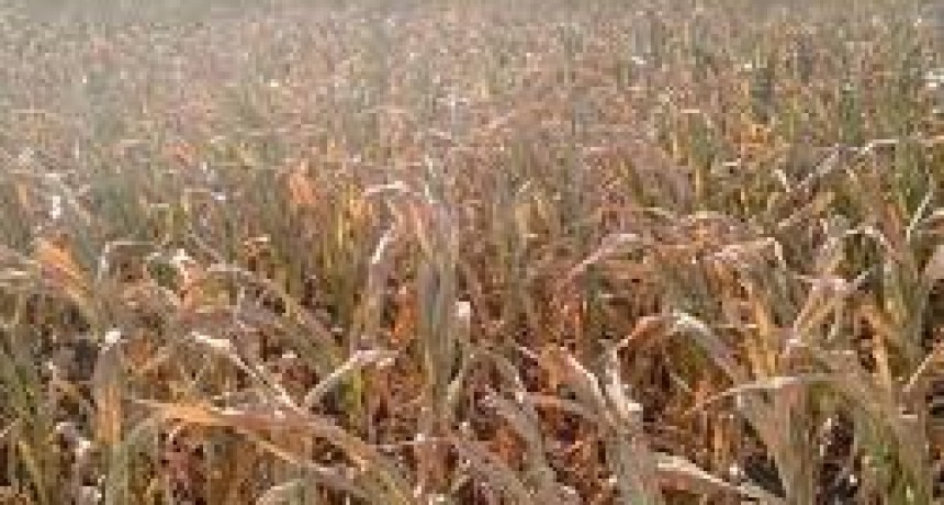 Alertan por el impacto de la sequ&iacute;a en la producci&oacute;n de yerba mate, trigo y otros cultivos