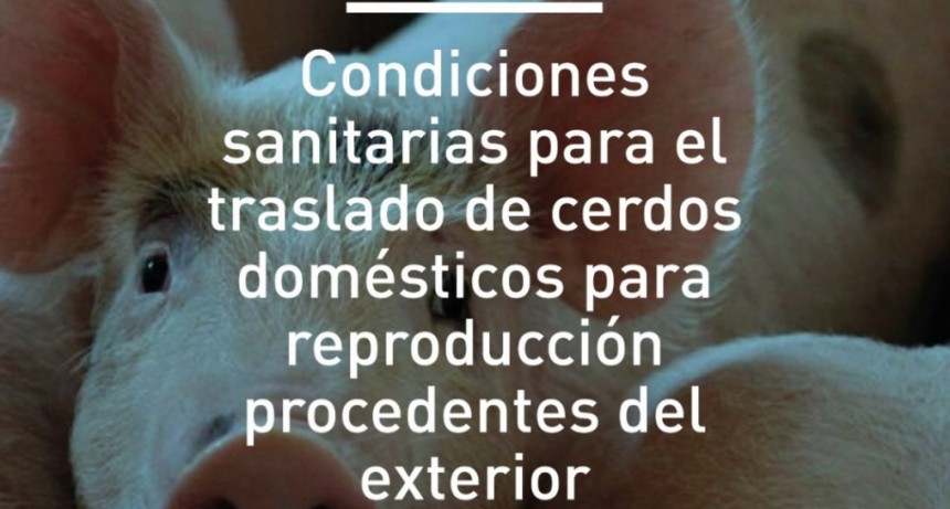 Condiciones de traslado de cerdos dom&eacute;sticos para reproducci&oacute;n procedentes del exterior