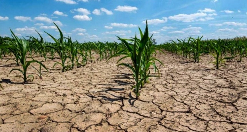 El &aacute;rea bajo sequ&iacute;a aument&oacute; en 10 millones de hect&aacute;reas durante agosto