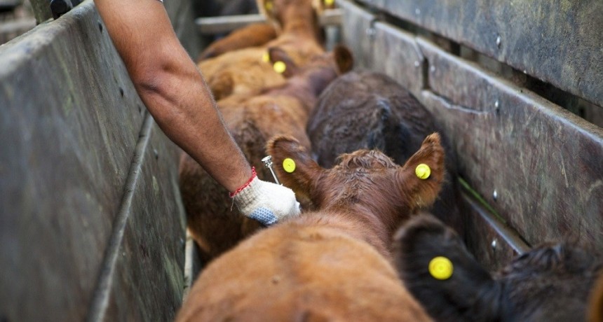 Se inicia la segunda campa&ntilde;a de vacunaci&oacute;n contra la fiebre aftosa y la brucelosis