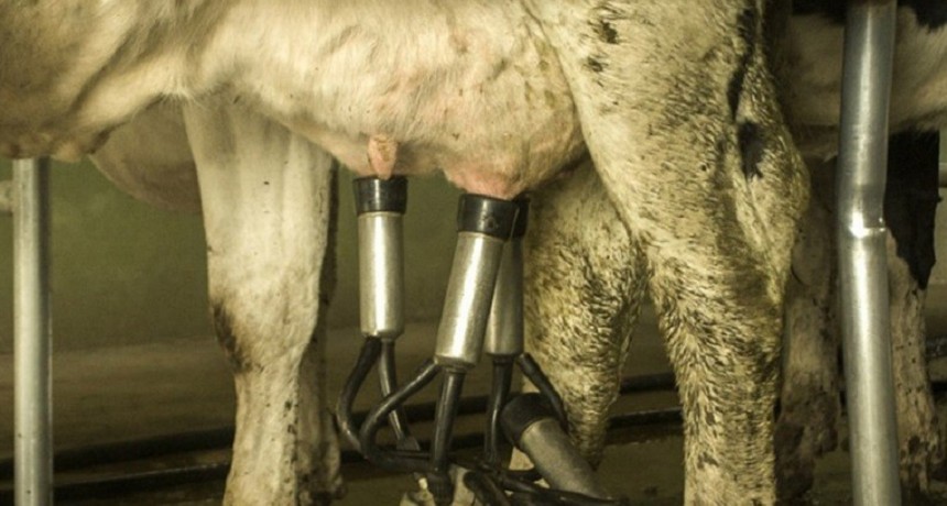 El INTA desarroll&oacute; la primera vacuna del mundo contra el virus de la Leucosis Bovina