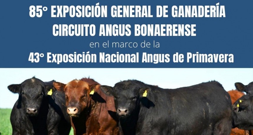 Desde este mi&eacute;rcoles se desarrolla en Olavarr&iacute;a la Exposici&oacute;n Nacional Angus de Primavera