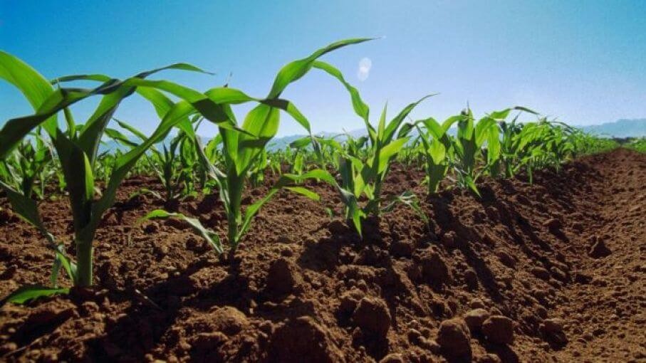 Comienza la siembra de maíz en el norte argentino